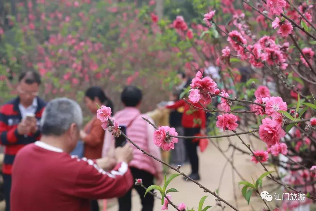 繁花似锦樱花美景,繁花似锦的花海