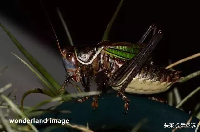 鸣虫之油葫芦和蝈蝈,蝈蝈蟋蟀油葫芦三大鸣虫叫声