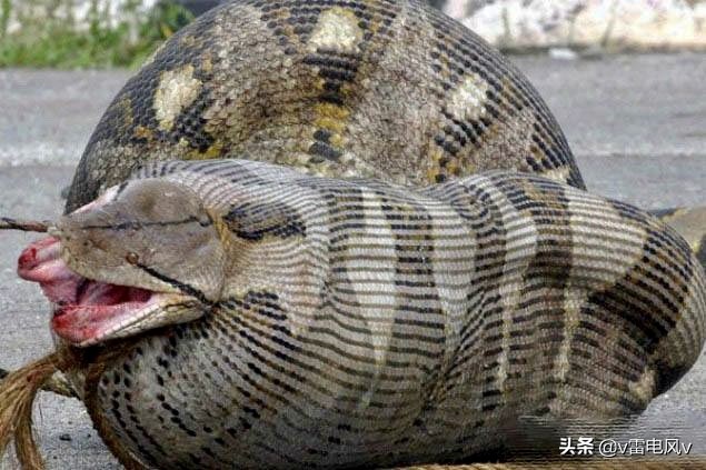 男性生殖器外挂，不哺乳却有乳头，造物主给我们奇葩身体开玩笑