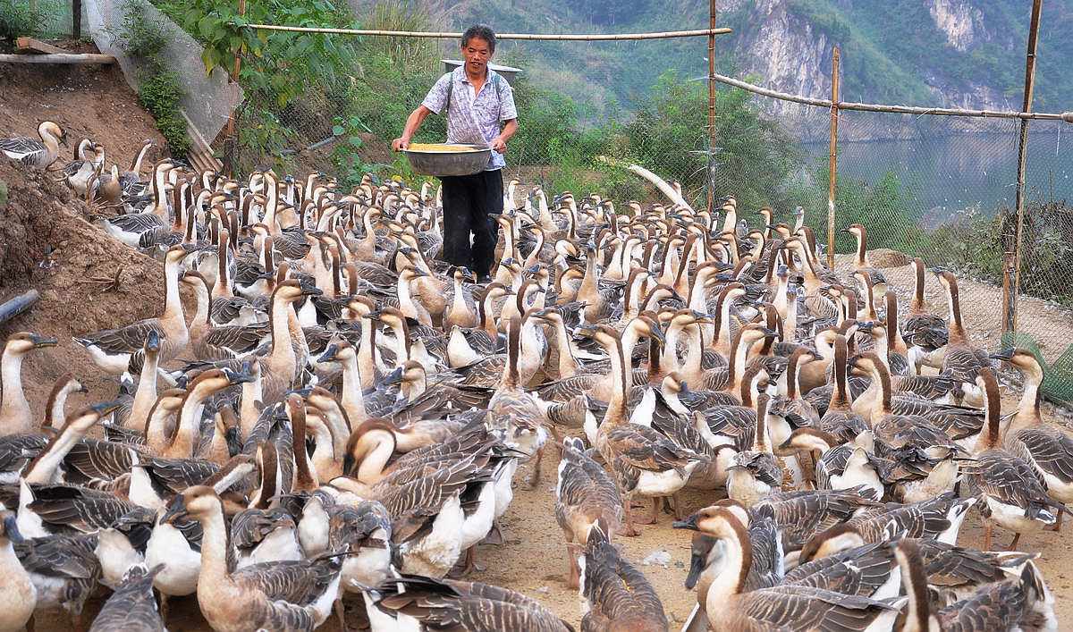 养种鹅下蛋为啥不挣钱,沙漠引进2000只大鹅除杂草