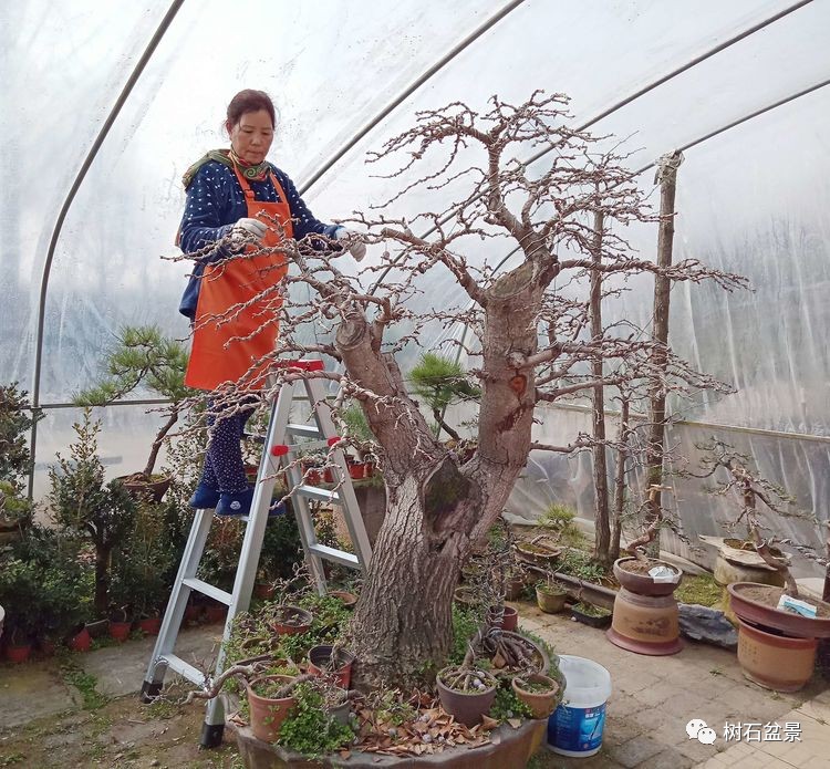 金艳盆景精品欣赏,幸得一知己