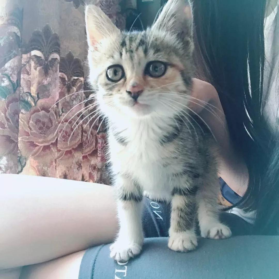 中华田园猫为什么叫中华田园猫呢,中华田园猫什么猫最好最粘人