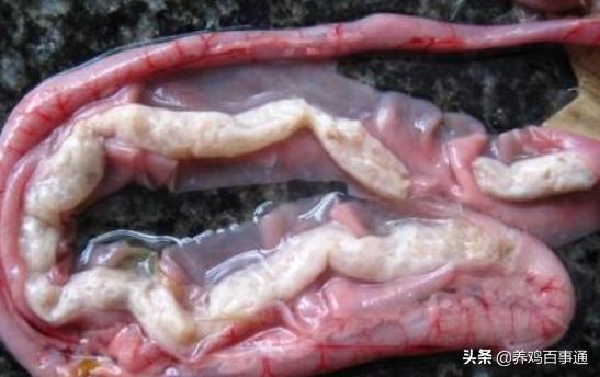 小鹅瘟苗啥时候打,小鹅瘟打多少