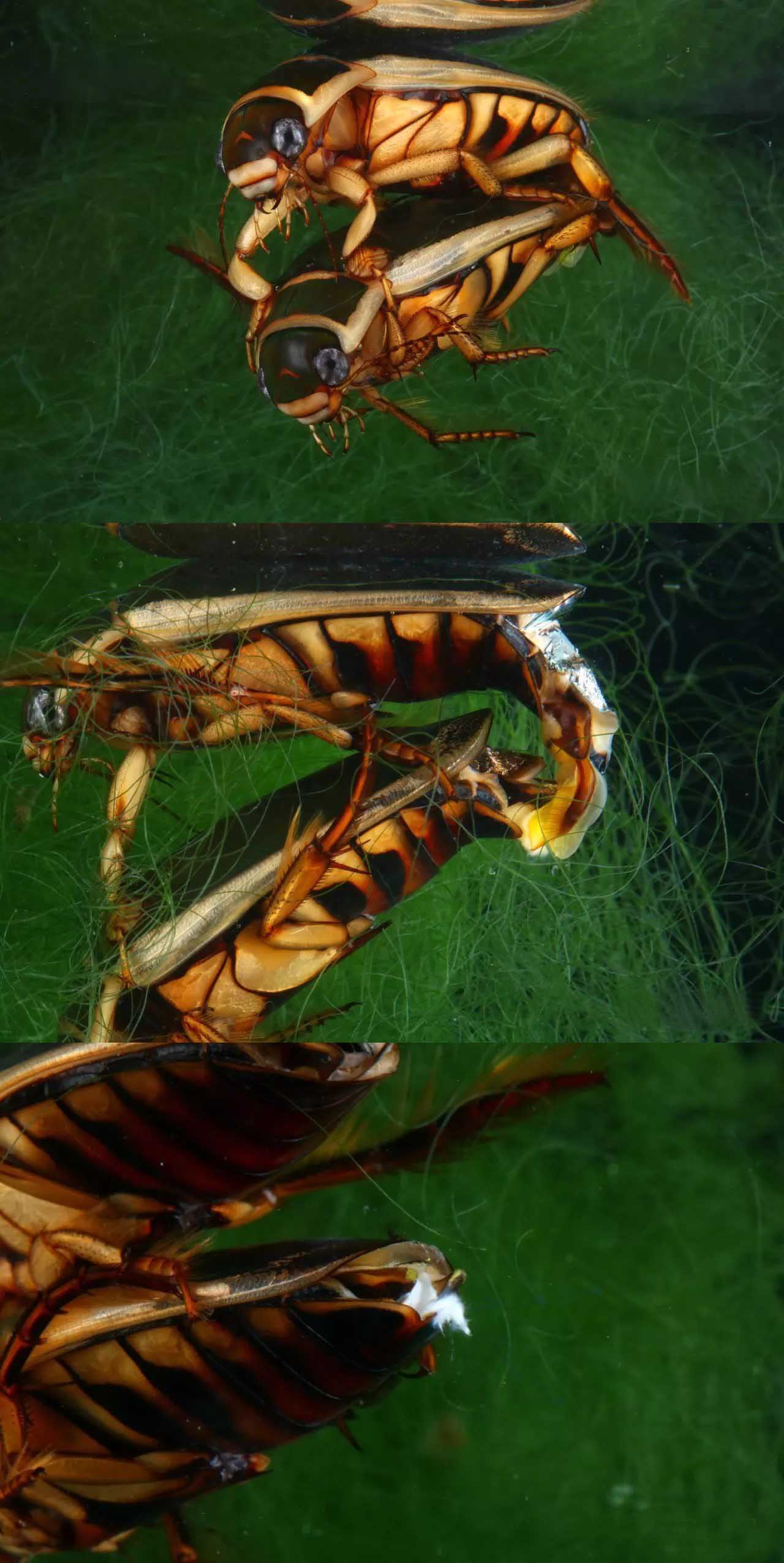 姘翠腑楝ｇ嫍,姘翠笅楝ｇ嫍