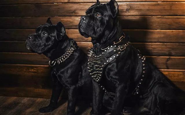 中国什么品种的卡斯罗好,狗卡斯罗品种大全及图片