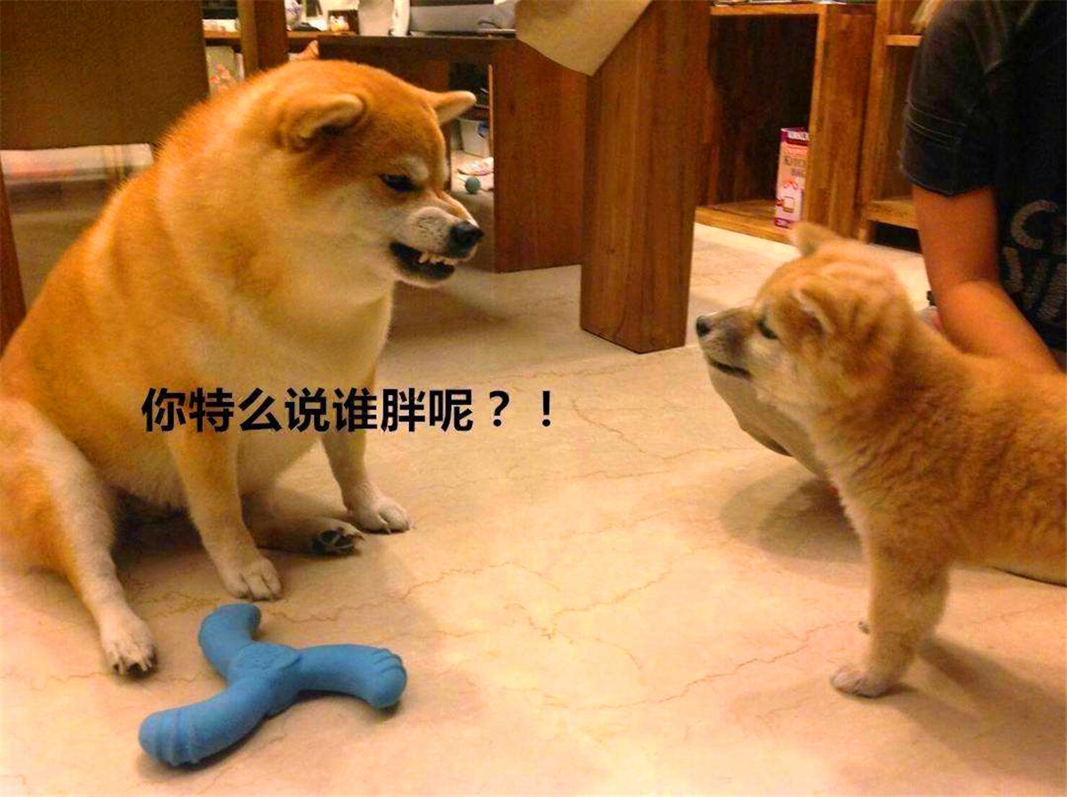 狗狗正常吃饭营养也够但还是瘦,狗狗基因取决于母系还是父系