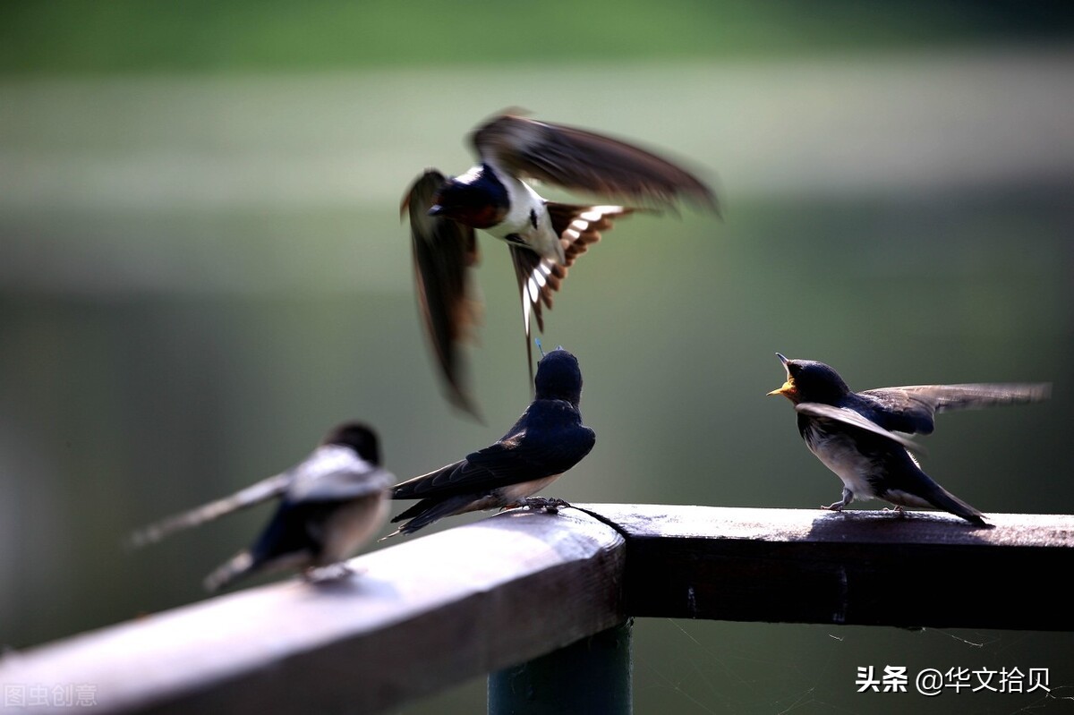 鹰城月嫂技艺高强｜香山京鸿