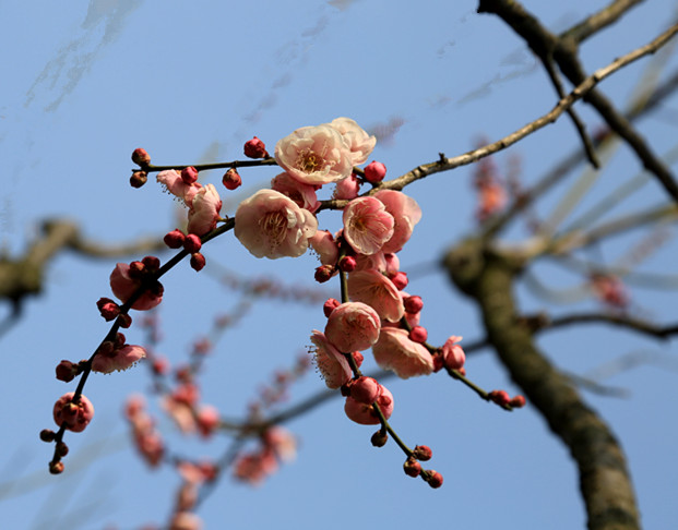 南京古林梅岭，二梅报春；盆景园梅花，婀娜多姿