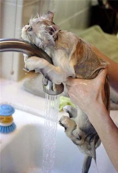 在家冬季给猫咪洗澡要注意什么,北方冬天猫咪洗澡