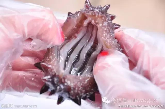 俄罗斯北极参和海参有什么区别,如何分辨俄罗斯海参或大连参