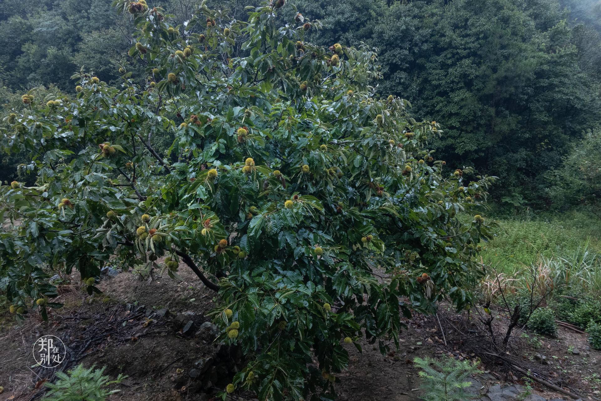 香榧古道,香榧古道徒步路线哪条景色美