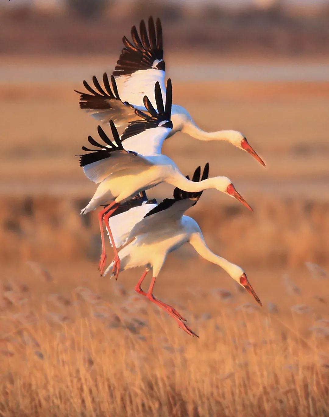 林业生态旅游科普,林草科普