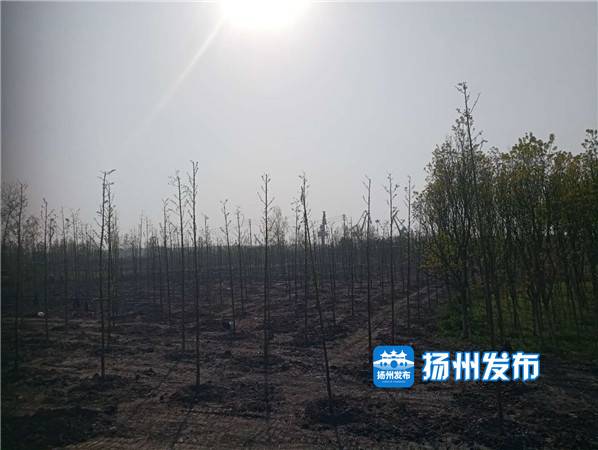 扬州北湖湿地公园什么时候开放,扬州绿杨湖湿地公园在哪里