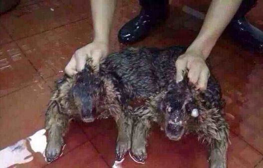 水鬼水猴子是真实存在的吗,为什么水猴子要称为水鬼