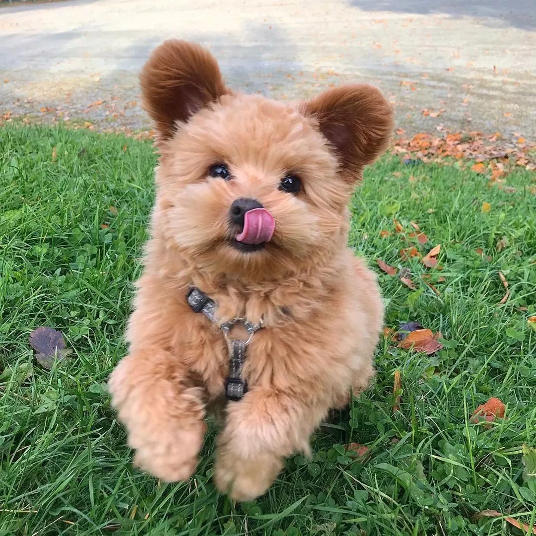 宠物呆萌狗妈妈和小呆萌狗宝宝,宠物与爱的世界