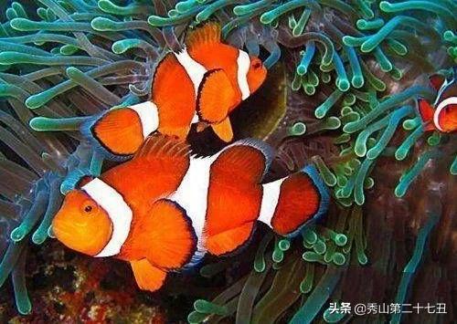 世界上最漂亮的鱼第一名,世界上最美的孔雀鱼