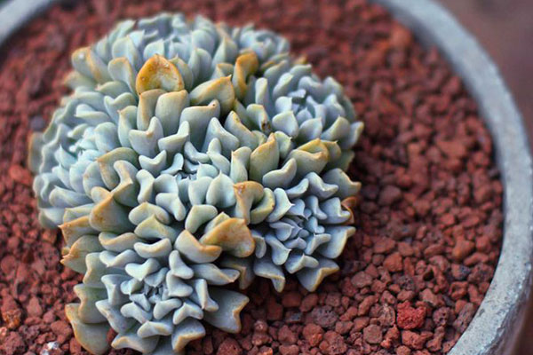 特玉莲有紫色吗,特玉莲多肉的姿态