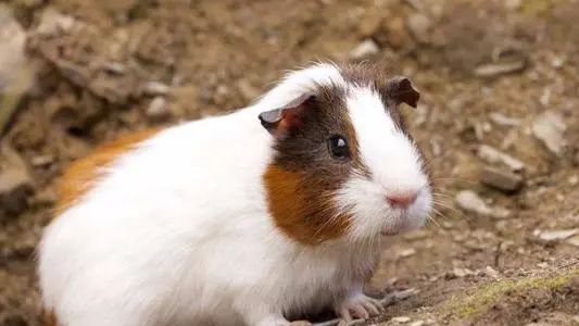 天竺鼠惊恐但贪吃,天竺鼠害怕会死掉吗