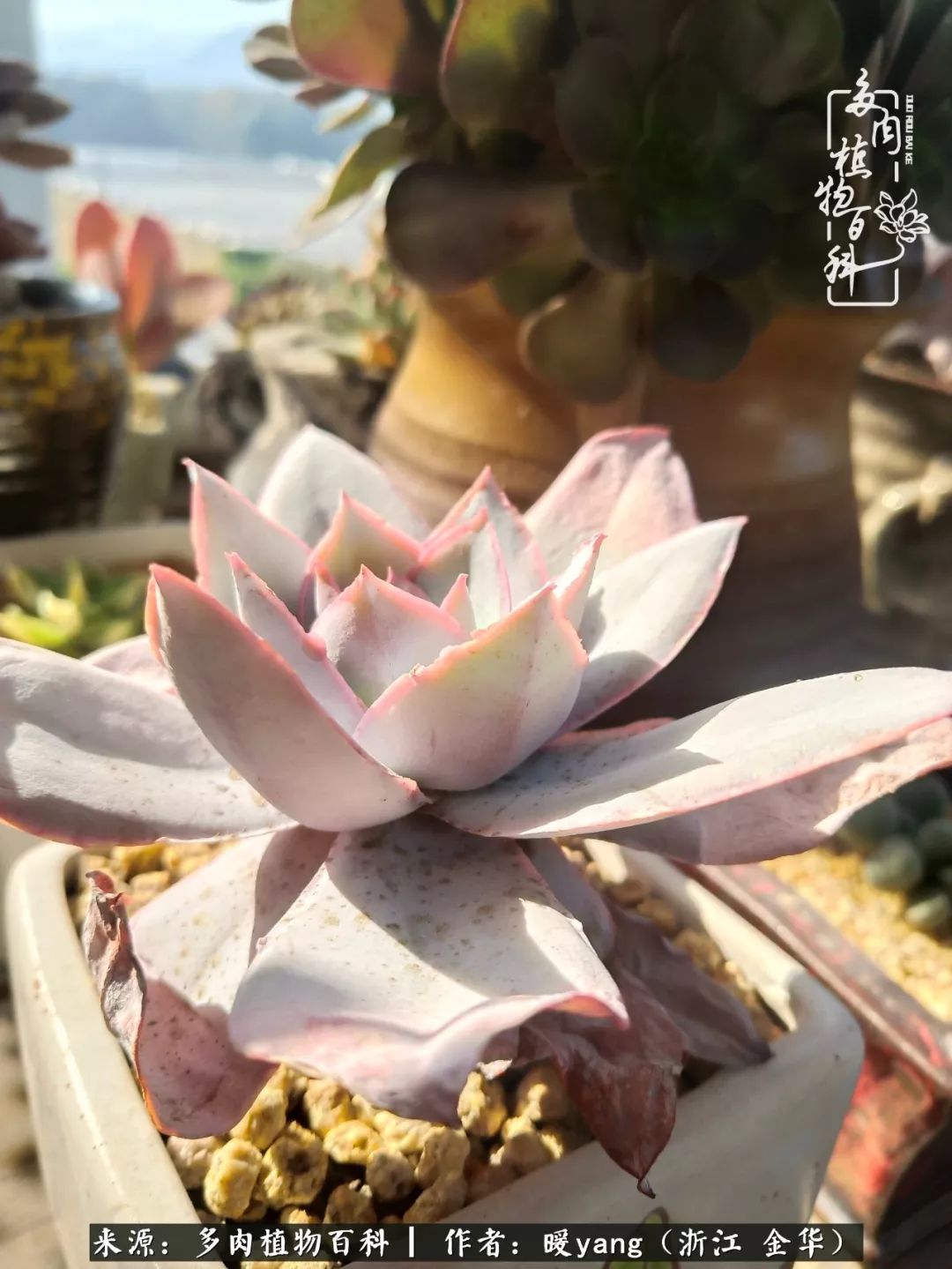 养多肉是业余的纯粹是爱好,每晚7点教您快速入门养多肉