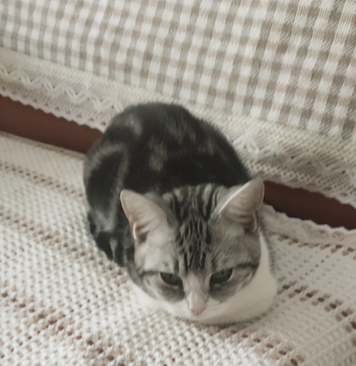 团子猫传腹治好了吗,团子的猫传腹