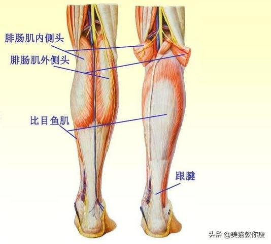6个步骤，肌肉腿变筷子腿，你必须知道