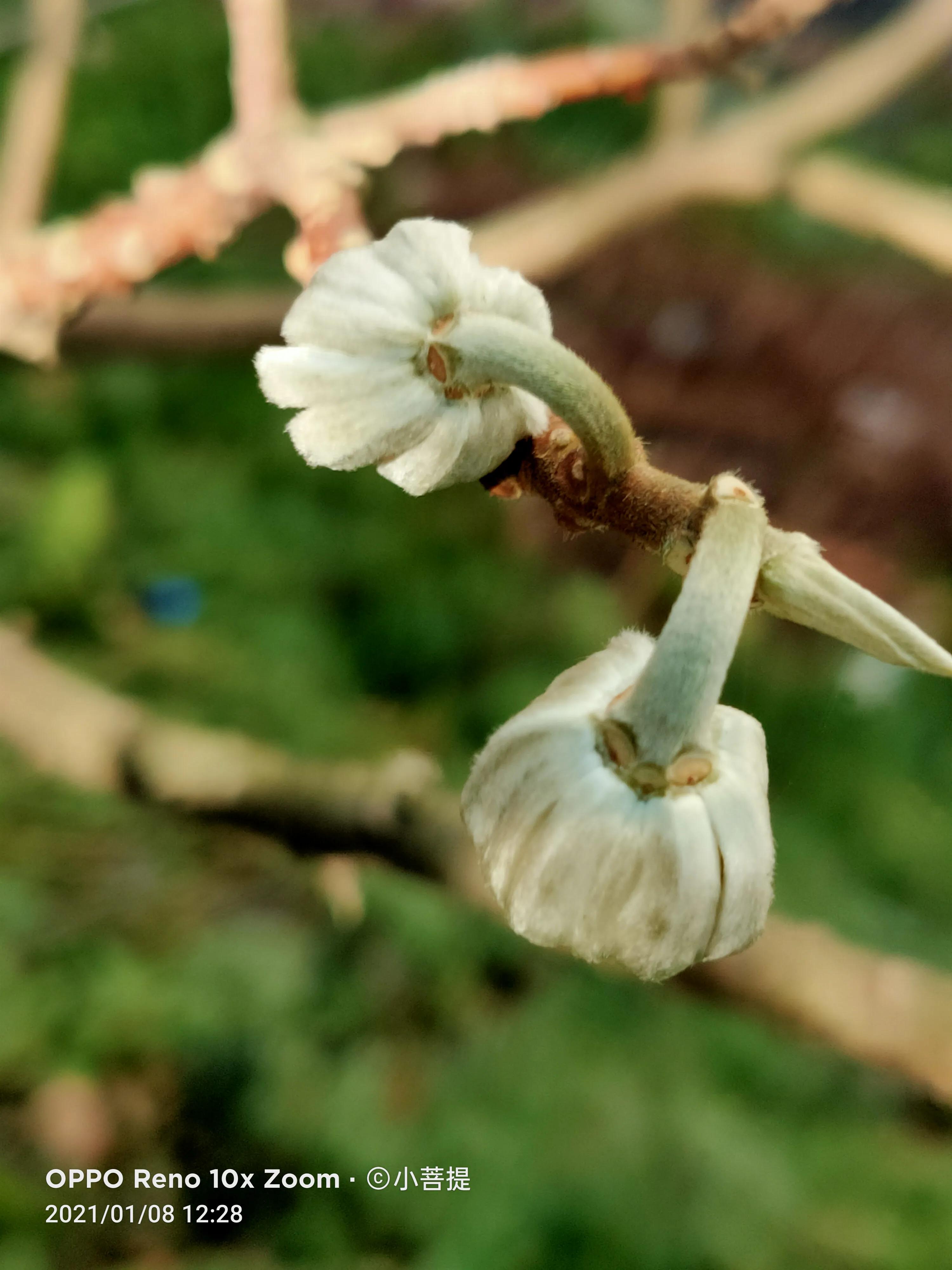 这就是爱情树,若在枝上打两个同向的结,就能得到甜蜜爱情和幸福