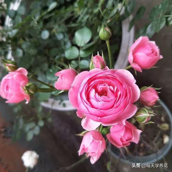 艾拉绒球小苗养护,艾拉绒球室内养殖方法