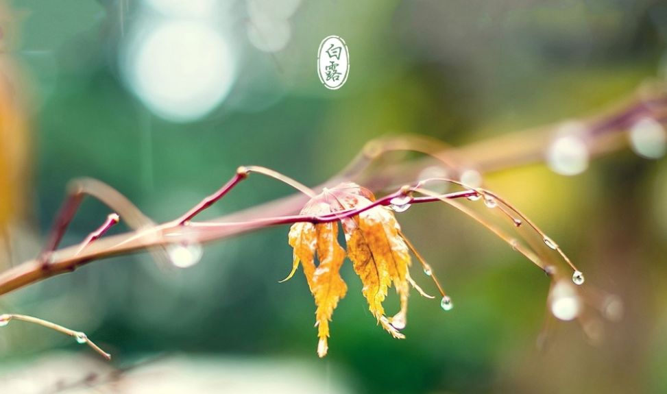 「诗词鉴赏」清风至，白露生，那些优美的白露诗词