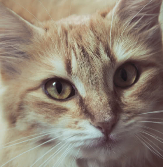 猫咪肉垫护理方法,猫咪的肉垫可以萌到什么程度