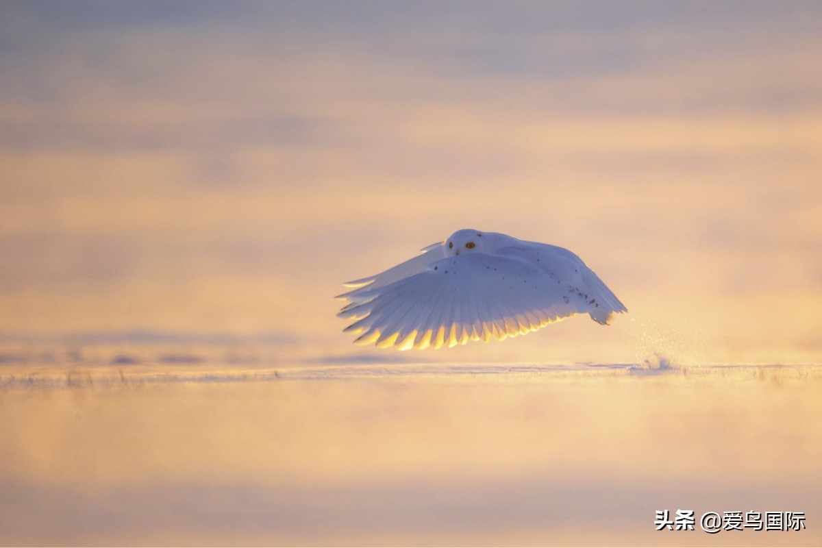 观鸟大年作品集,观鸟大年完整版