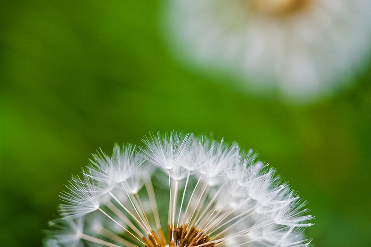什么植物的种子是靠风传播的,靠风的力量传播种子的有哪些植物