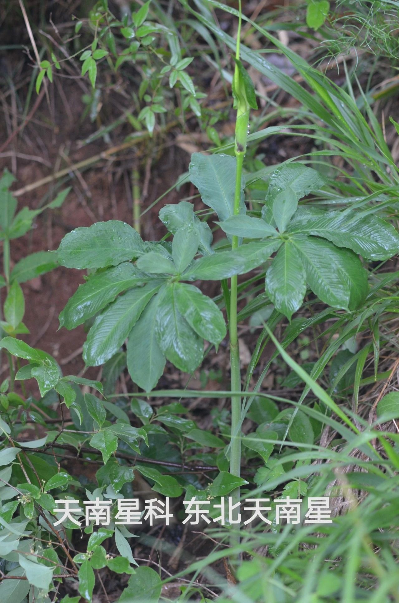 采药终南山,采药山