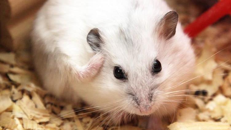 养仓鼠的十大禁忌,养仓鼠的十大禁忌入门必知