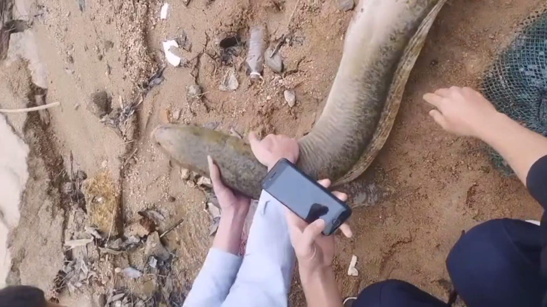 放生大量泥鳅,12斤泥鳅放生视频