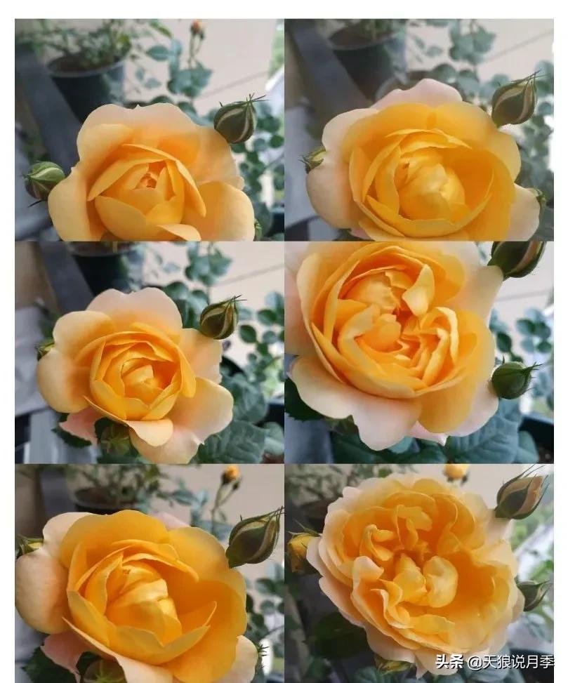 月季春季第一波花要不要剪,月季春季第一波花开后嫁接