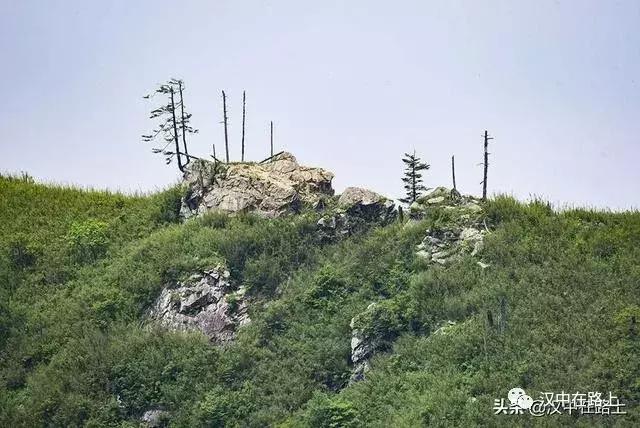 探秘汉中,汉中一村子窜入野生羚牛