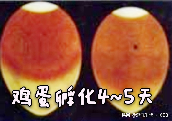 怎么孵化小鸡教学课程,电饭锅怎么孵化小鸡