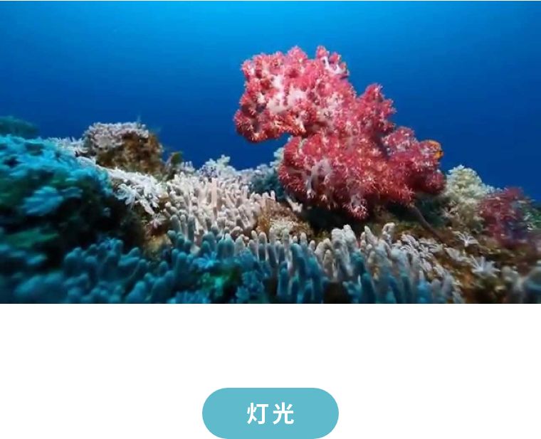 珊瑚出现应激,珊瑚莫名状态不好