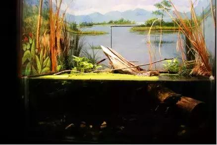 如何让观赏蛇类在人工环境下住得幸福