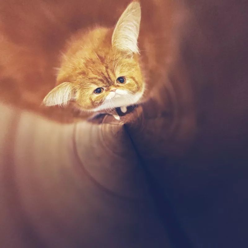 除了美图秀秀哪个软件可以拼图,美图秀秀app官网免费