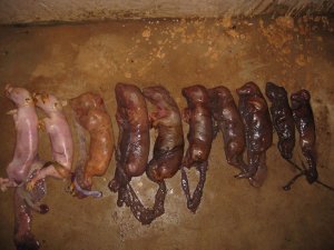 因饲料问题导致的“母猪三大疾病”，如何快速治疗和特效预防