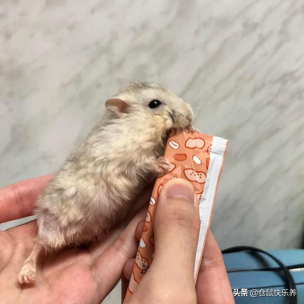 仓鼠躺着一动不动只喘气,仓鼠躺着不动了身上还湿一块