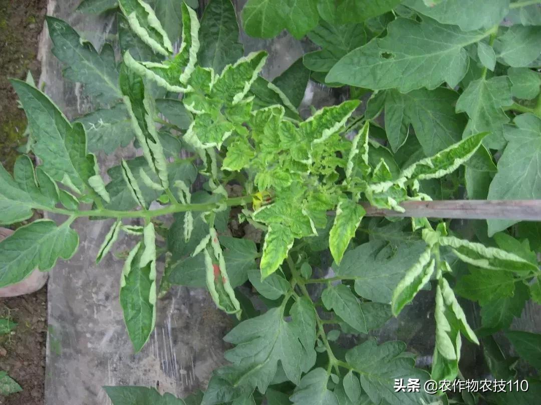番茄界的“杀手”TY病毒和褪绿病毒，怎么对付？