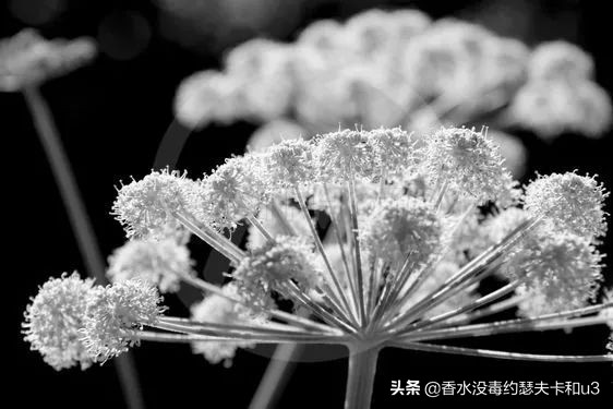 香水种草女生,娇兰香水哪个最值得入手