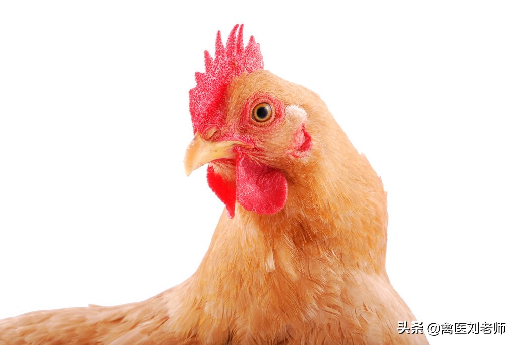 从鸡的眼睛能看出鸡的什么症状,鸡眼睛形成的前兆是什么