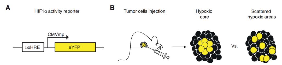 缺氧对肿瘤的影响,缺氧与癌症的关系