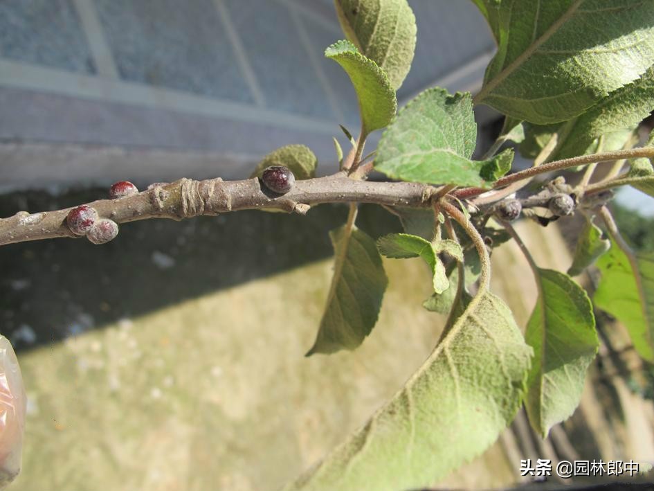 九里香枝干上有蚧壳虫图片,生了蚧壳虫需要把枝干剪掉吗