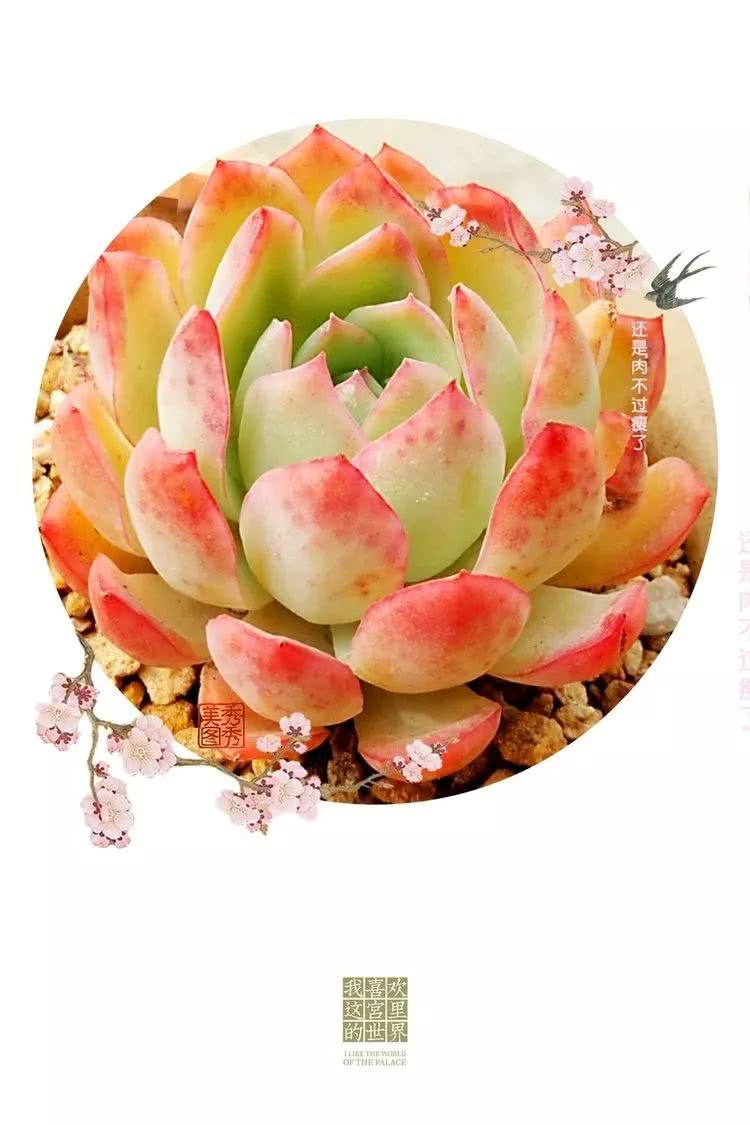 日照弘一法师,日照法师请师父