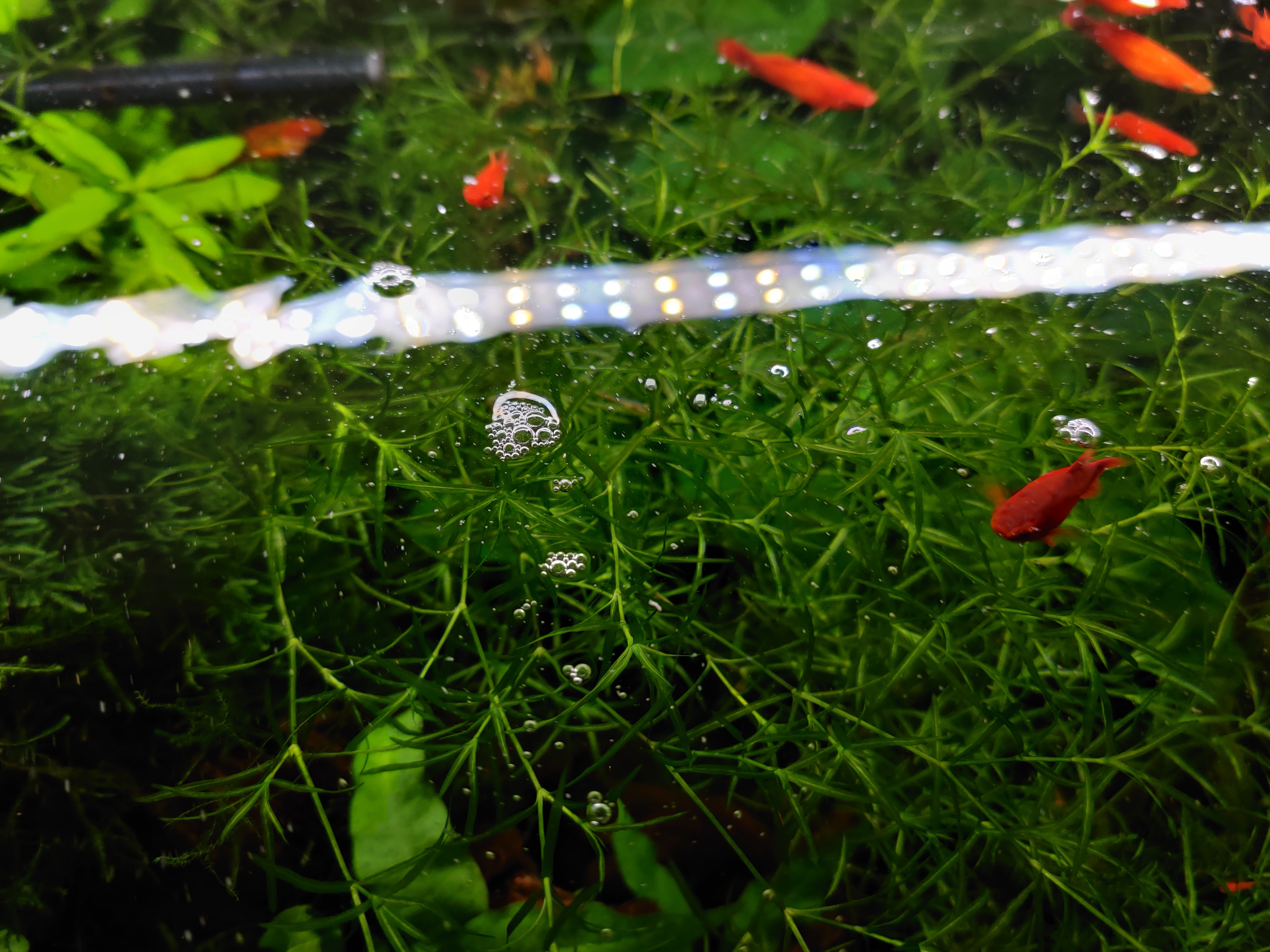 鱼缸水出现大量的泡沫是怎么处理,鱼缸水面有泡沫水质粘稠