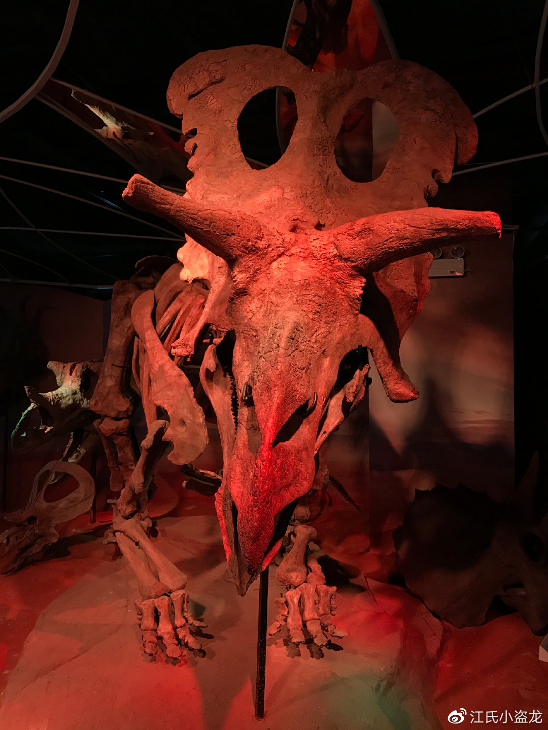 长得跟其他恐龙不一样的恐龙,恐龙化石奇怪的动物